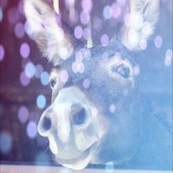 Dying Donkeys