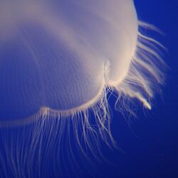 Jelly