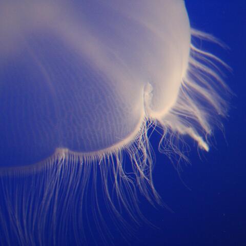 Jelly
