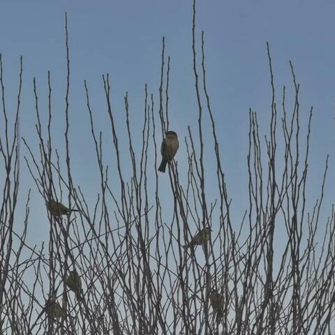 Unreaching the Reeds (I)