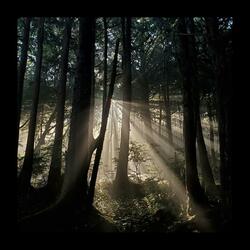 Boreal Forest