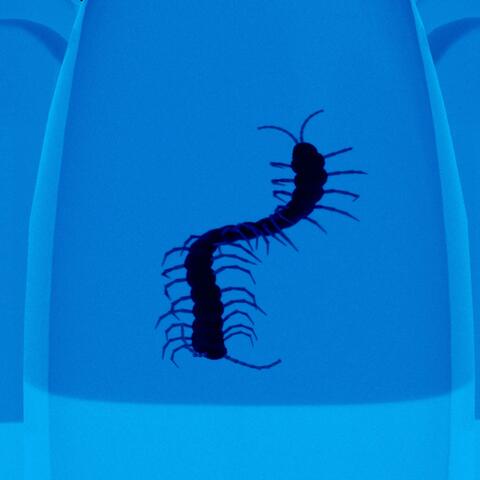 Centipede Jelly