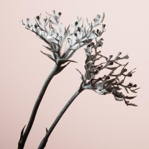 Blossom & Decay