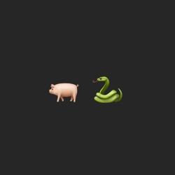 PIG & SNAKE