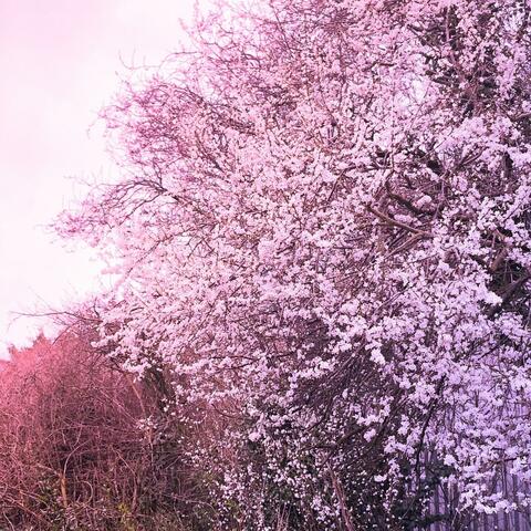Blossom (Remaster)
