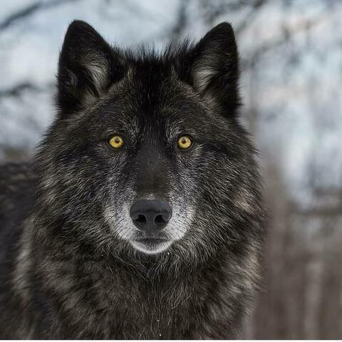 Danger (feat. Black Wolf)