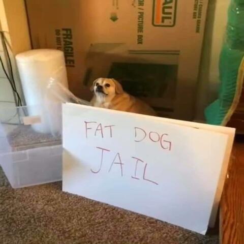 Fat Dog Jail