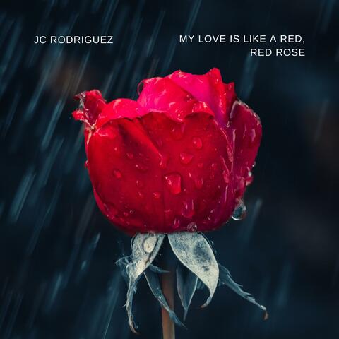 My Love is Like a Red, Red Rose