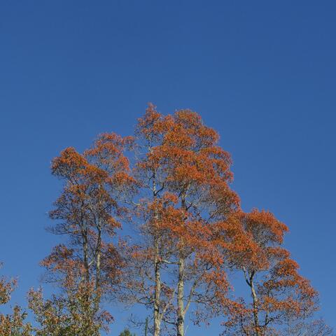 Aware of Consciousness