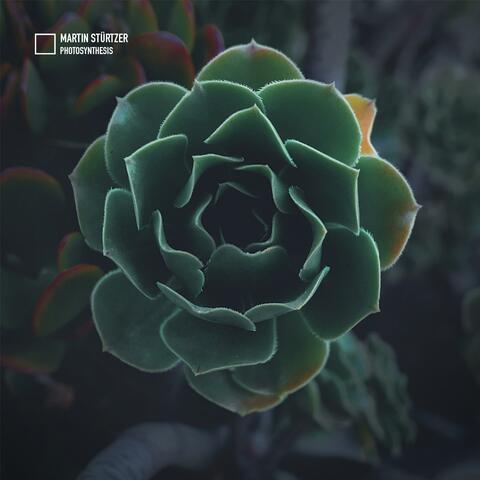 Photosynthesis