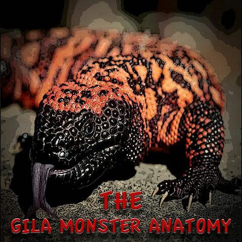 The Gila Monster Anatomy