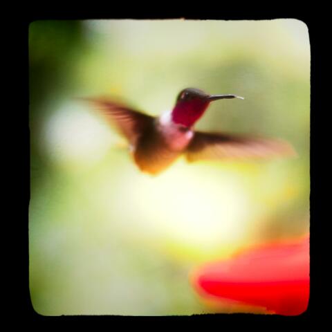 Colibri (from Costa Rica Picture Book)