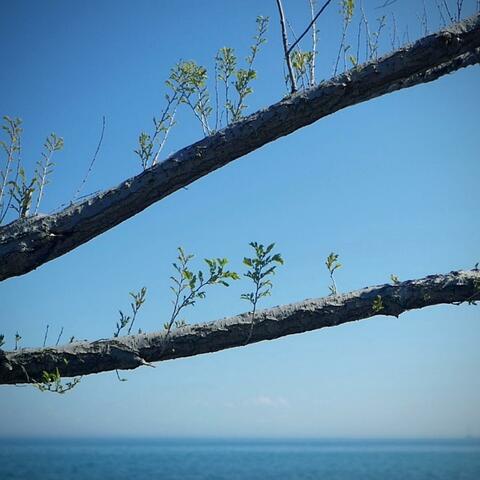 Waves of Affections (feat. Yuliku Isle)