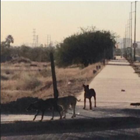 There Past The Violent Dog