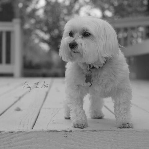 Watchdog