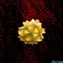 durian