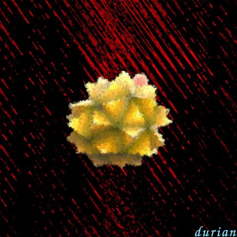 durian