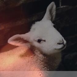 l'agnello (feat. sxftspxt)