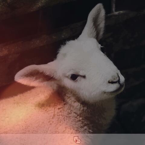 l'agnello (feat. sxftspxt)