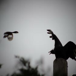 Mimicry