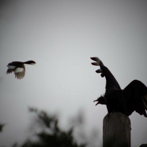 Mimicry