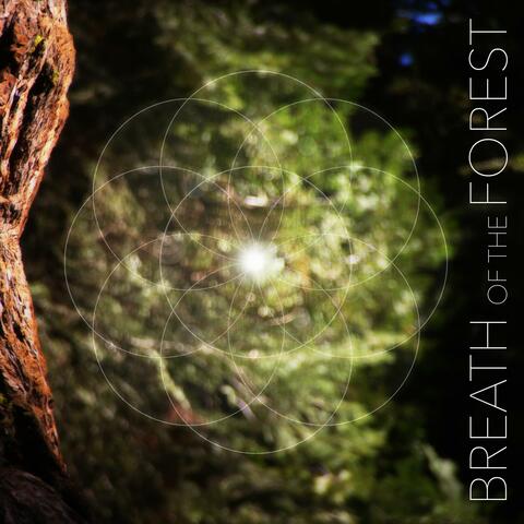 Breath of the Forest