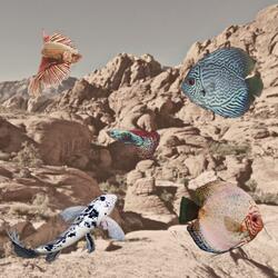 Escape Sequence