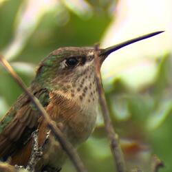 Bird Chirping