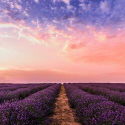 Lavender Field