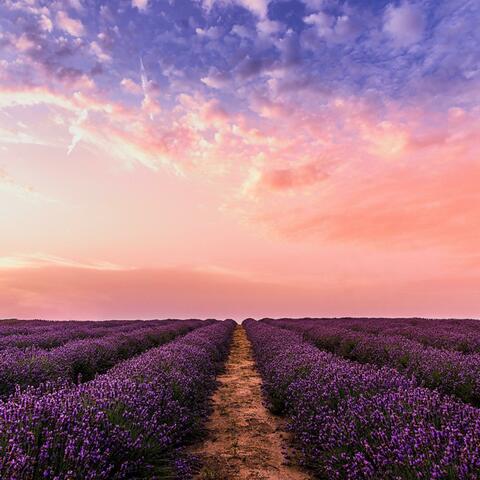 Lavender Field