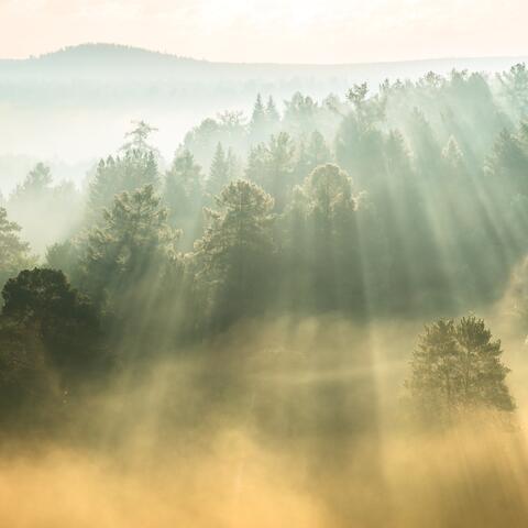 Morning Breeze (Relaxing Music & Forest Sounds)