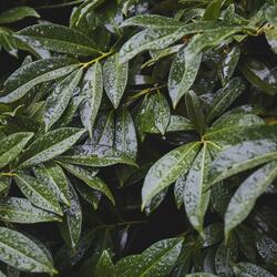 Rain And Thunder Sound Relaxation