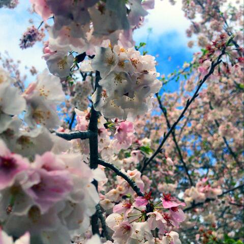 YÜ TOO : YÜ and Eye