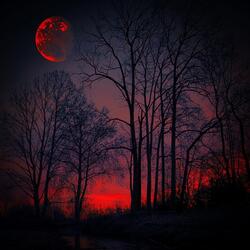 THE MOON IS FULL OF ROSES