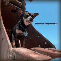 Firulais que siempre esperas