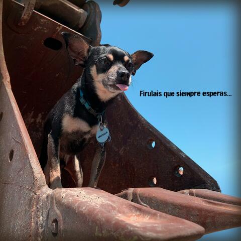 Firulais que siempre esperas