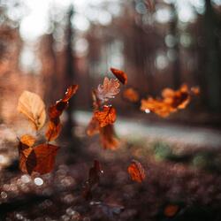 Falling Into You