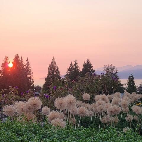 Rose Garden