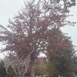 the first rain of fall
