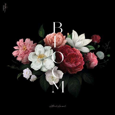 Bloom