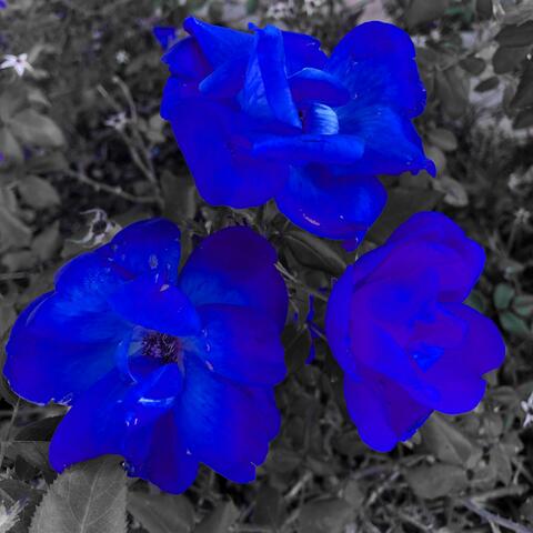 flowers // until spring