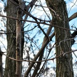 Thorns