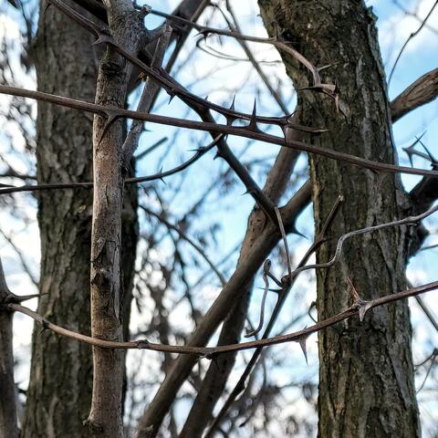Thorns