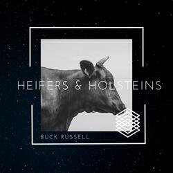 Heifers & Holsteins