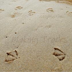 Making Tracks