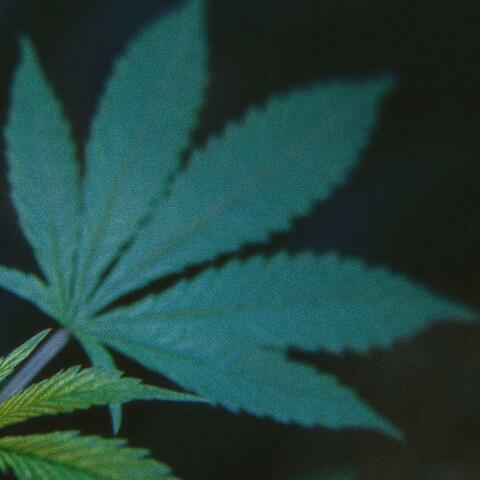 sativa w/ badgalriri