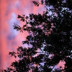 Nocturne No. 2 in G Minor Live (feat. Hannah Chong)