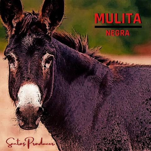 Mulita Negra