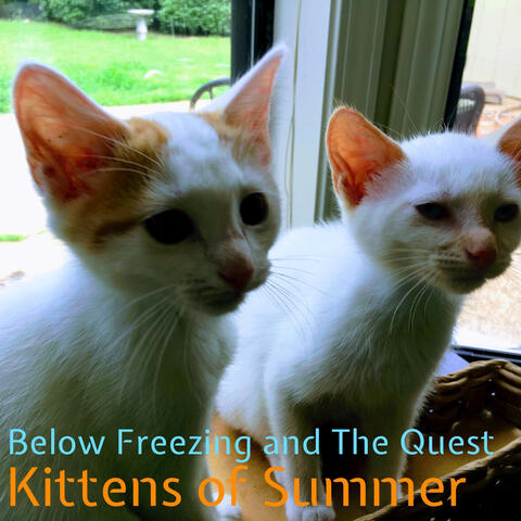 Kittens of Summer
