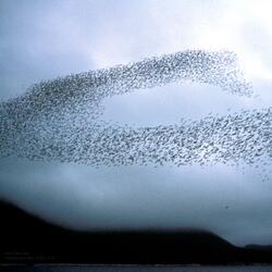 Murmurations 4